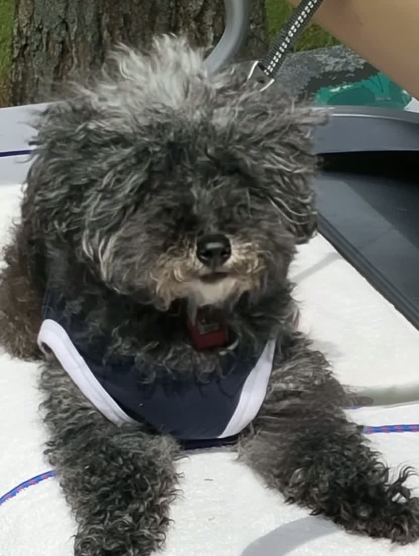 犬1