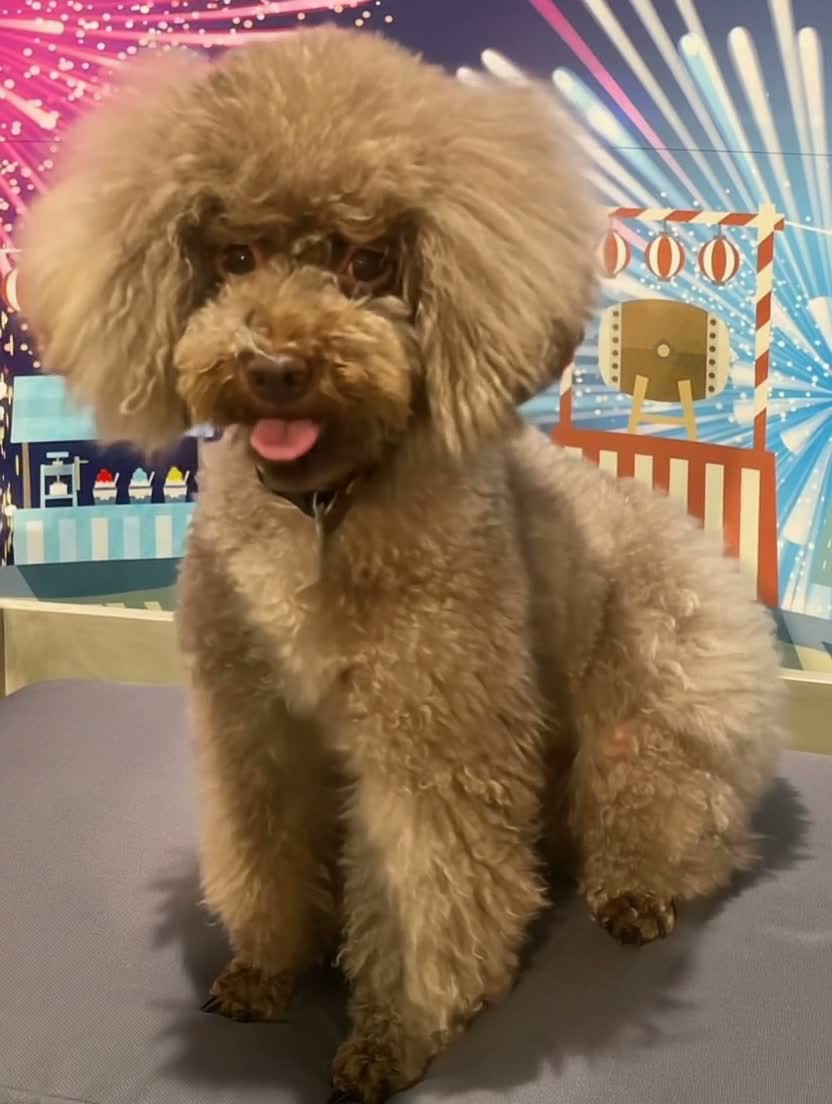 犬2